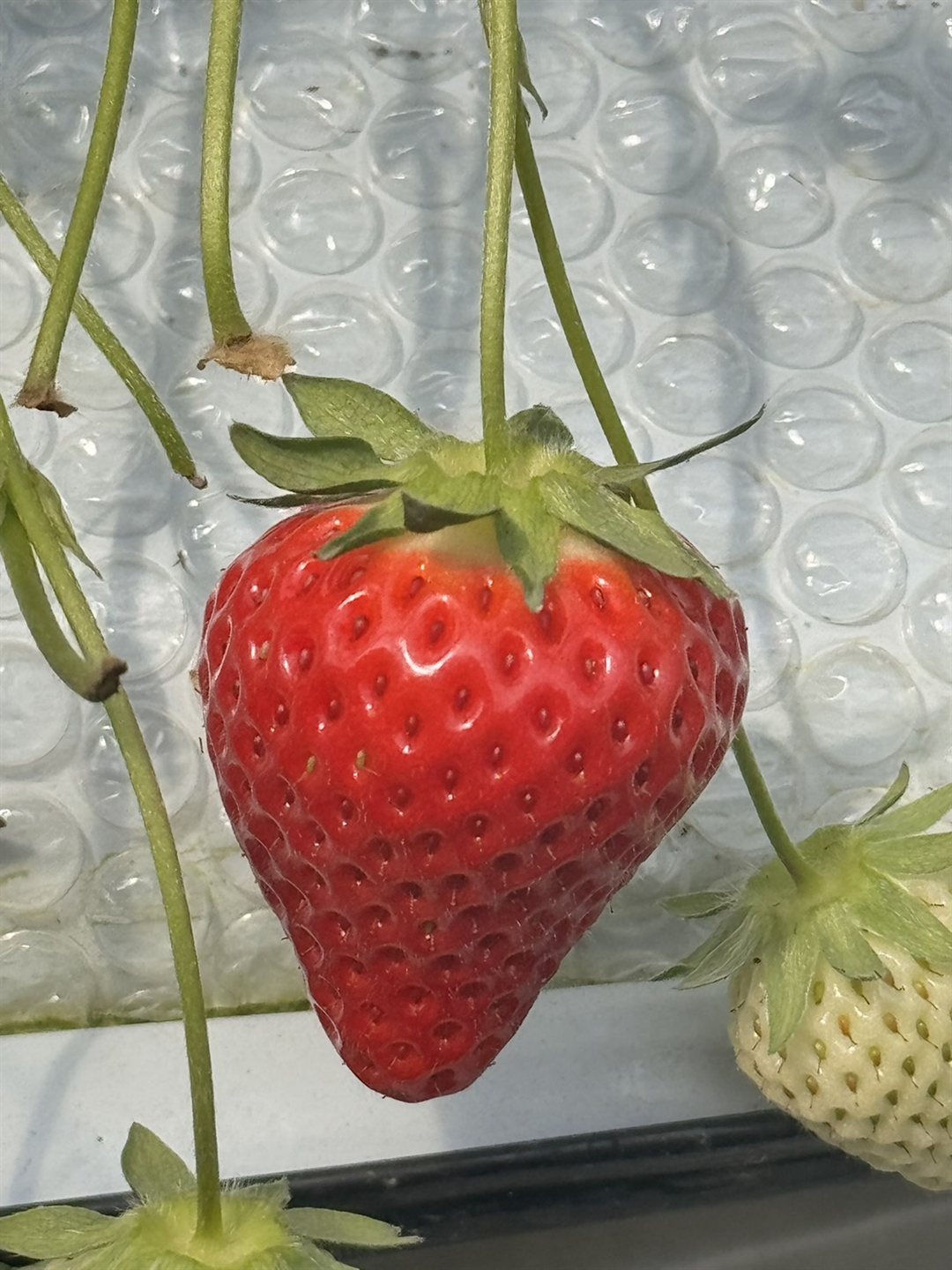枝に実った、いちごさん